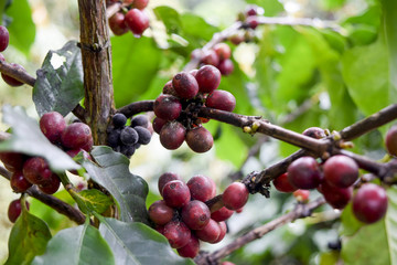 Close up of Red coffee beans on a branch of coffee tree ,Coffee plantation in Chiang rai, Thailand