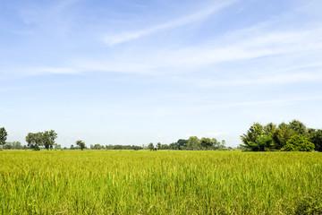 Rice field green grass blue sky cloud cloudy landscape background