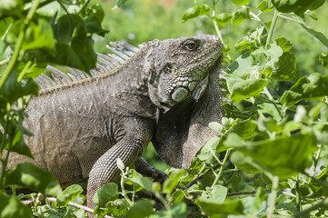 Iguana, Iguanidae / Iguana in green leaves roof, South America, Ecuador.