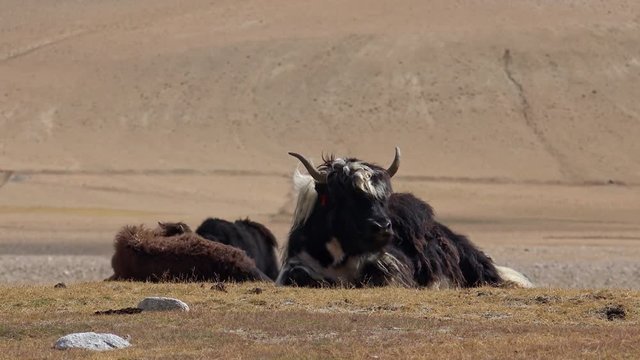 Herd of sheeps and Changthangi or Kashmir Pashmina goats eating herbs against beautiful Himalaya mountains near Tso Moriri lake. Gorgeous domestic animals grazing at Himalayan highlands. Ladakh, India