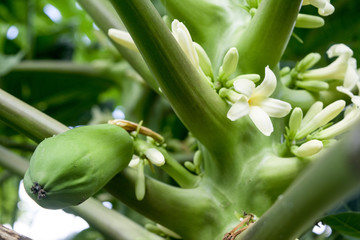 close up papaya flower