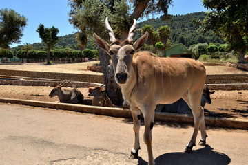 Mountain goat