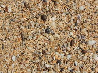 Shell on the beach, Island of Kauai