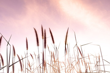 Close up wild  flower background, Colorful flowers grass made with gradient for background Blurred style.postcard.