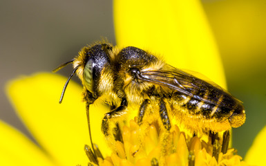 bee 82