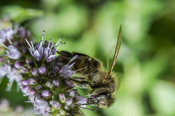 bee 85.