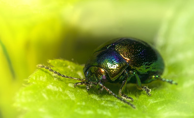 bug 4