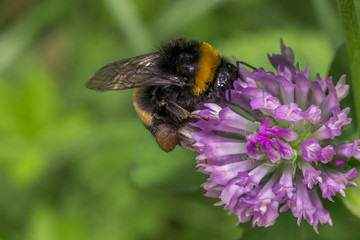 bumblebee 19
