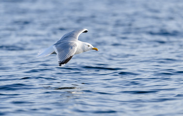 Seagull (Laridae coast) on Norwegian coast