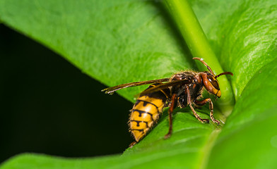 Fototapeta premium hornet 33