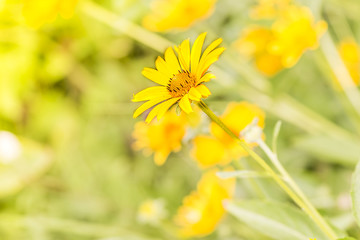 yellow daisy