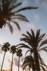 Fototapeta na wymiar Palm trees against the light