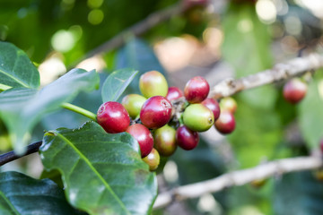Close up of Red coffee beans on a branch of coffee tree ,Coffee plantation in Chiang rai, Thailand