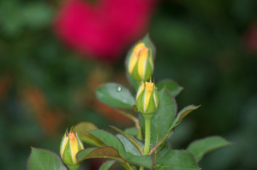 Fototapeta na wymiar Flower Budding 