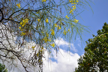 little yellow flowers in the blue sky