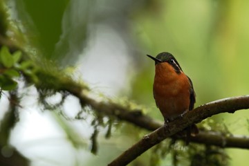 Purple-throated Mountaingem Lampornis calolaemus sitting on flower, bird from mountain tropical forest, Waterfalls garden, Costa Rica, bird perching on flower, enough space in background, tiny bird