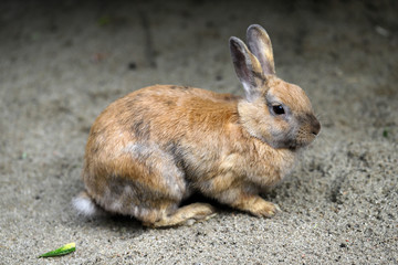 Full body of brown-grey domestic pygmy rabbit (bunny)