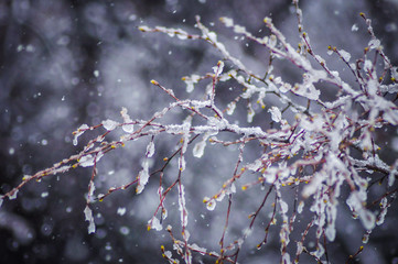 Tree branches covered in snow