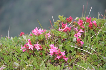  mountain flower