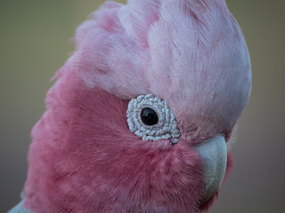 Galah rose-breasted cockatoo, galah cockatoo, pink and grey cockatoo, roseate cockatoo © Christina