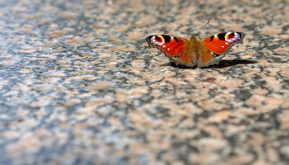 Fototapeta na wymiar peacock butterfly