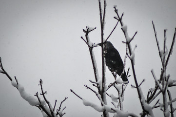 Crow standing over snowy tree branches