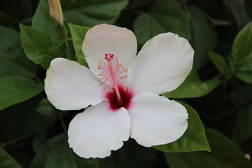 tropical flower