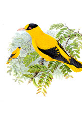 Illustration of bird