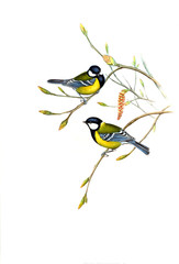 Illustration of bird