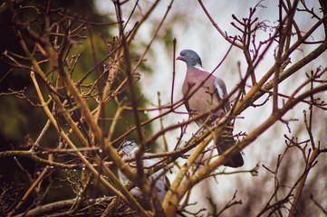 Pigeon standing on tree branch