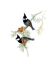 Illustration of bird