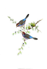 Illustration of bird