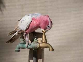 Galah rose-breasted cockatoo, galah cockatoo, pink and grey cockatoo, roseate cockatoo