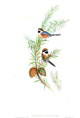 Illustration of bird