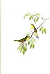 Illustration of bird