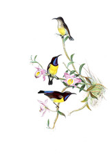 Illustration of bird