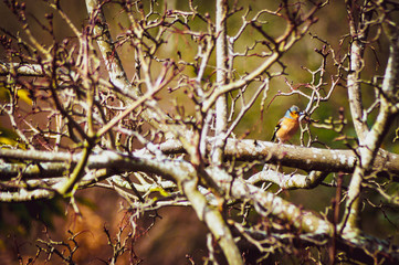 Robin standing on tree branch