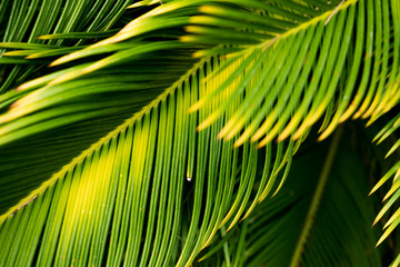 Fototapeta premium Green vegetation for background
