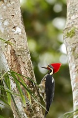 Lineated Woodpecker - Dryocopus lineatus sitting on tree in tropical mountain rain forest in Costa Rica, big woodpecker with red head, violet flowers, wildlife scene from nature