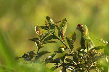 Crimson-fronted Parakeet - Aratinga finschi sitting on tree in tropical mountain rain forest in Costa Rica, big green parrot with red forehead, wildlife scene from nature