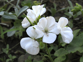 Obraz premium white geranium in the garden