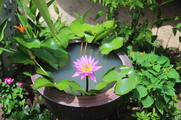 pink lotus in a pot