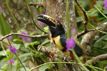 Fototapeta premium Collared Aracari - Pteroglossus torquatus sitting on tree in tropical mountain rain forest in Costa Rica, big toucan with colorful and long beak, violet flowers, wildlife scene from nature
