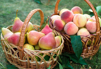 A basket with ripe peaches stands on the grass.