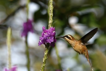 Stripe-throated Hermit - Phaethornis striigularis, hovering next to violet flower in garden, bird from mountain tropical forest, Costa Rica, natural habitat, beautiful hummingbird, wildlife, nature