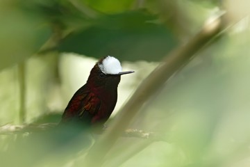Snowcap perching on the branch in bush, bird from mountain tropical forest, Costa Rica, natural habitat, beautiful small endemic hummingbird, scene from nature,unique bird with white head, wildlife