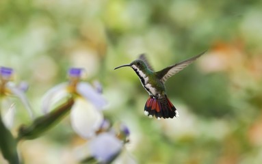 Black-breasted mango, hovering in the air, garden, mountain tropical forest, Colombia, bird on...