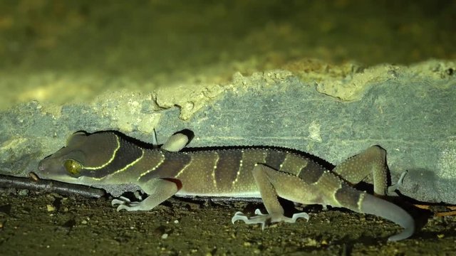 Spotted Malayan Banded Gecko (Cyrtodactylus pulchellus)Hiding under Rock. Jungle Safari in Rainforest of Malaysia. Nocturnal Wild Animals