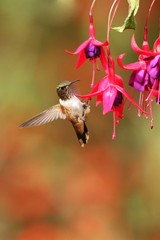 female of Scintillant Hummingbird, Selasphorus scintilla, hovering next to red flower in garden, mountain tropical forest, Costa Rica, natural habitat, hummingbird sucking nectar from blossom