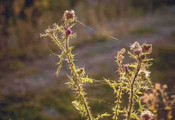Burdock with cobwebs against the sun on a blurry background